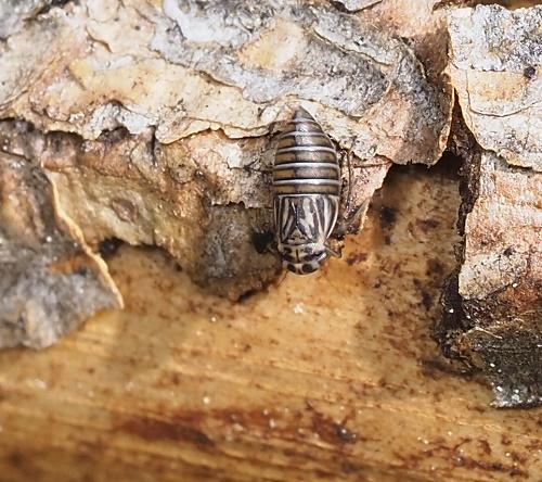 Agallia brachyptera