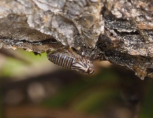 Agallia brachyptera