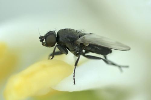 Desmometopa m-nigrum