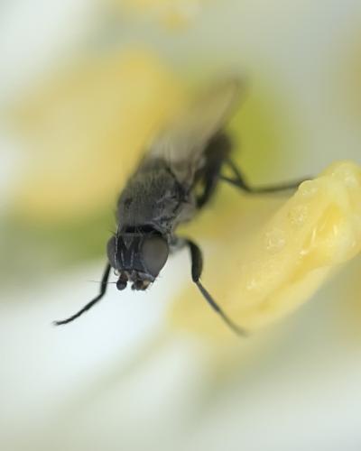 Réf. 312 367 : Desmometopa m-nigrum