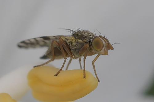 Campiglossa absinthii