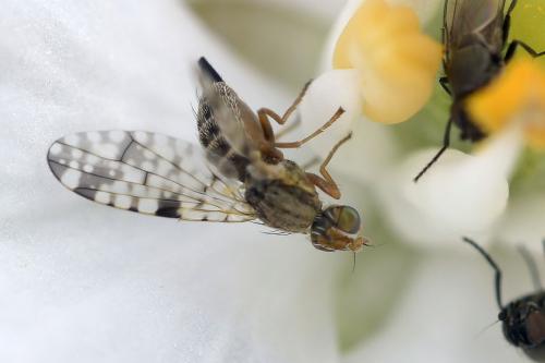 Campiglossa absinthii
