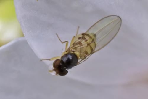 Asteia amoena