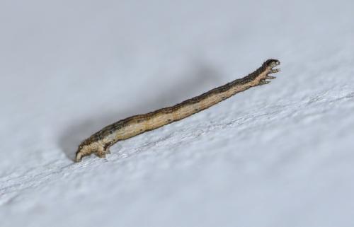 Réf. 312 326 : Xanthorhoe sp.