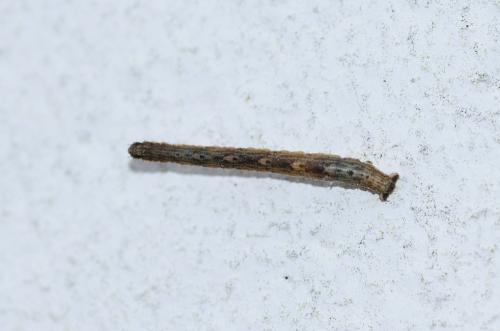 Réf. 312 327 : Xanthorhoe sp.