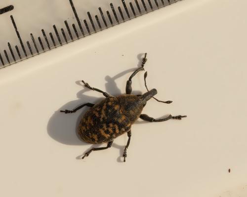 Réf. 312 034 : Larinus turbinatus