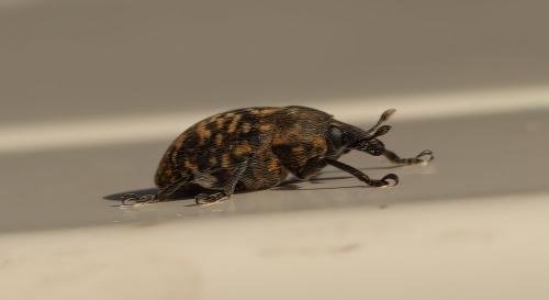Réf. 312 035 : Larinus turbinatus
