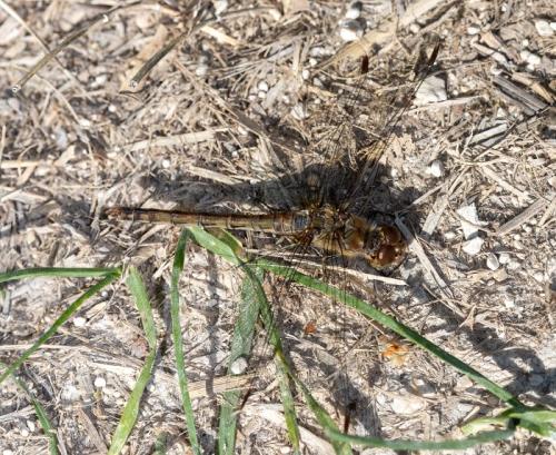 Sympetrum striolatum
