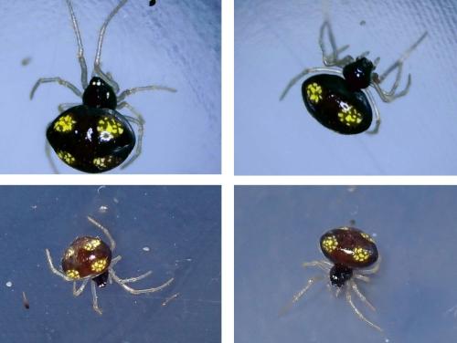 Réf. 312 400 : Theridula gonygaster