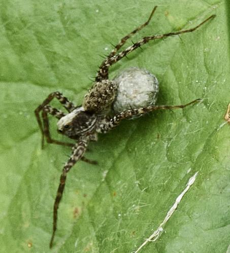 Pardosa sp.