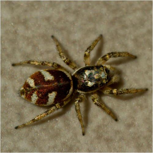 Réf. 312 422 : Salticus scenicus