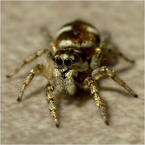 Réf. 312 423 : Salticus scenicus