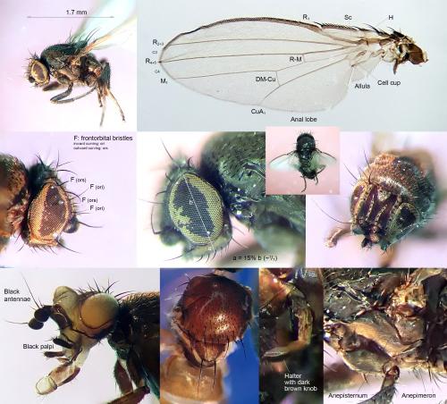 Réf. 312 244 : Desmometopa sordida