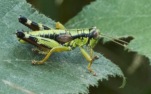 Miramella alpina subalpina
