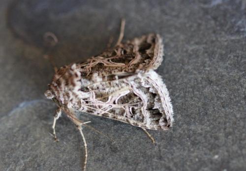 Thysanoplusia daubei