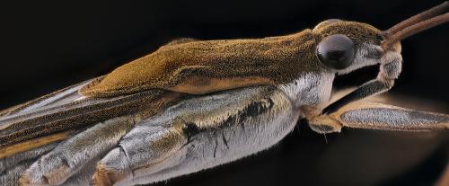 Gerris thoracicus