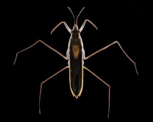 Gerris thoracicus
