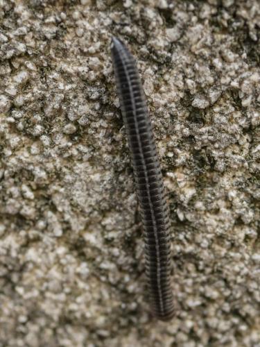 Réf. 312 084 : Ommatoiulus sp.