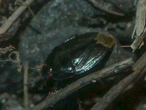 Réf. 312 086 : Macroscytus brunneus
