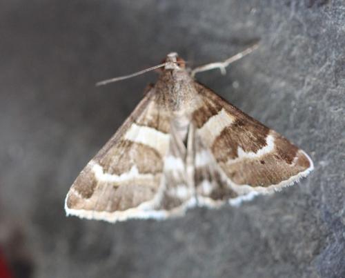 Réf. 312 146 : Grammodes stolida
