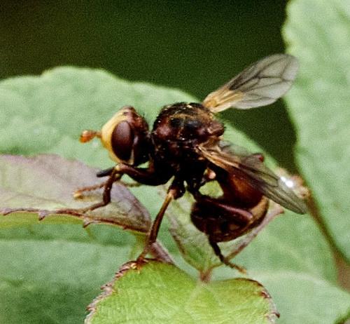 Réf. 312 178 : Sicus sp.