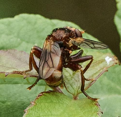 Réf. 312 204 : Sicus sp.