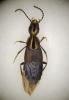 Philonthus decorus