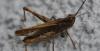 312205 – Photo : Christian Berquer – France (50)