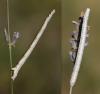 312091 – Photo : Ennaloël Mateo-espada – France (34)