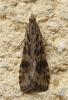 312703 – Photo : Patrick David – France (93)