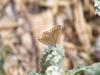 312370 – Photo : Philippe Fourtier – France (06)