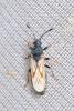312259 – Photo : Shamgar Brook – France (84)