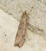 312031 – Photo : roy – France (85)