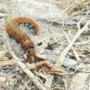312700 – Photo : valentin nicolas – France (44)