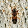 312389 – Photo : Cédric Mondy – France (56)