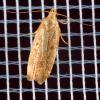 312310 – Photo : Cédric Mondy – France (94)