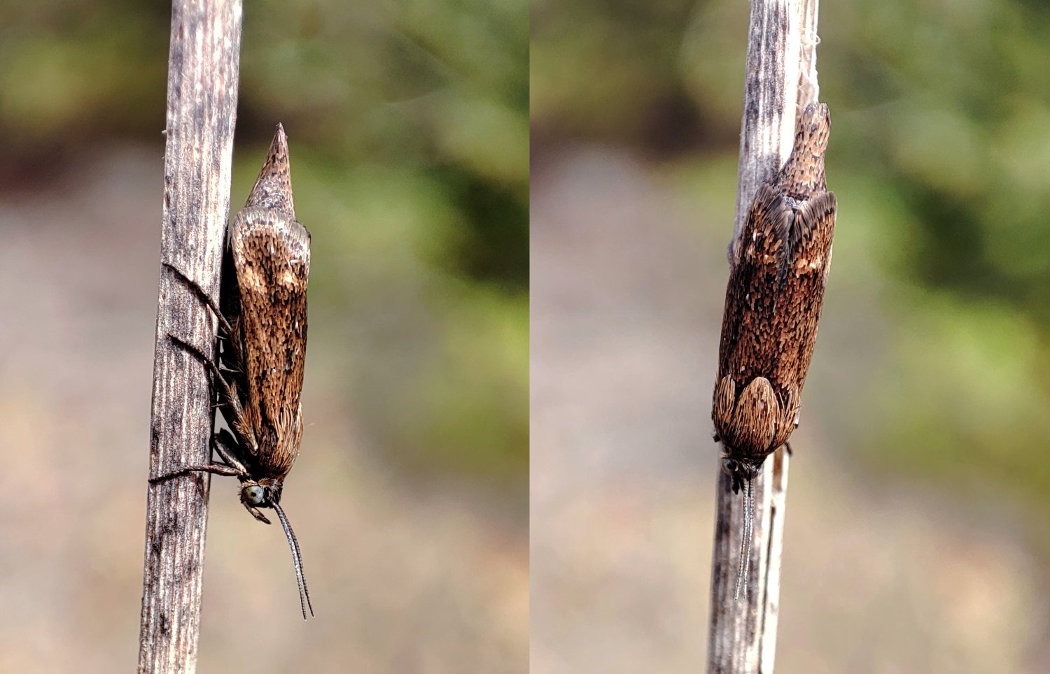 Sylvain Fadda - Brachodes funebris - réf. 312372 (1500 x 964 pixels, 183 ko)