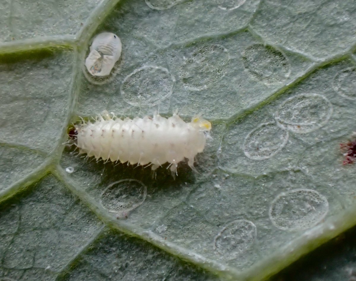 Maria Justamond - Clitostethus arcuatus - réf. 312373 (1200 x 948 pixels, 196 ko)