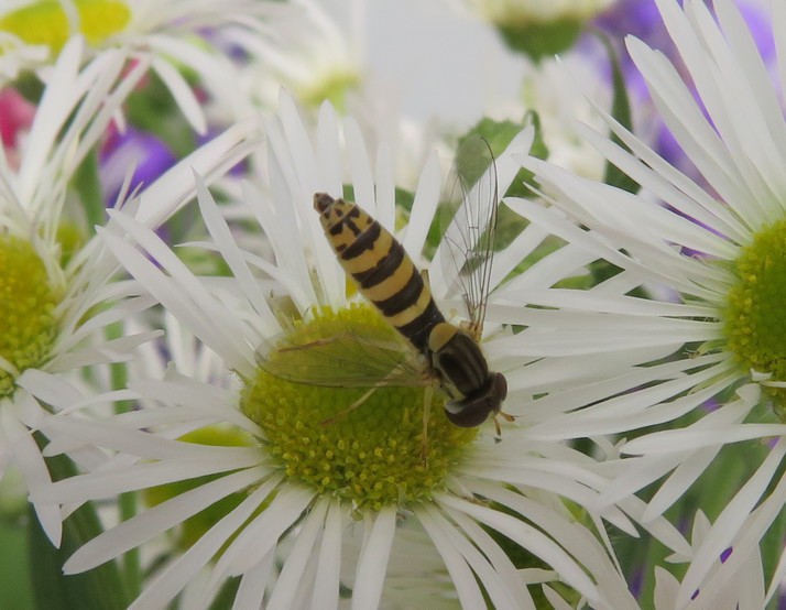 Bernard Schott - Sphaerophoria sp. - réf. 312301 (714 x 554 pixels, 120 ko)
