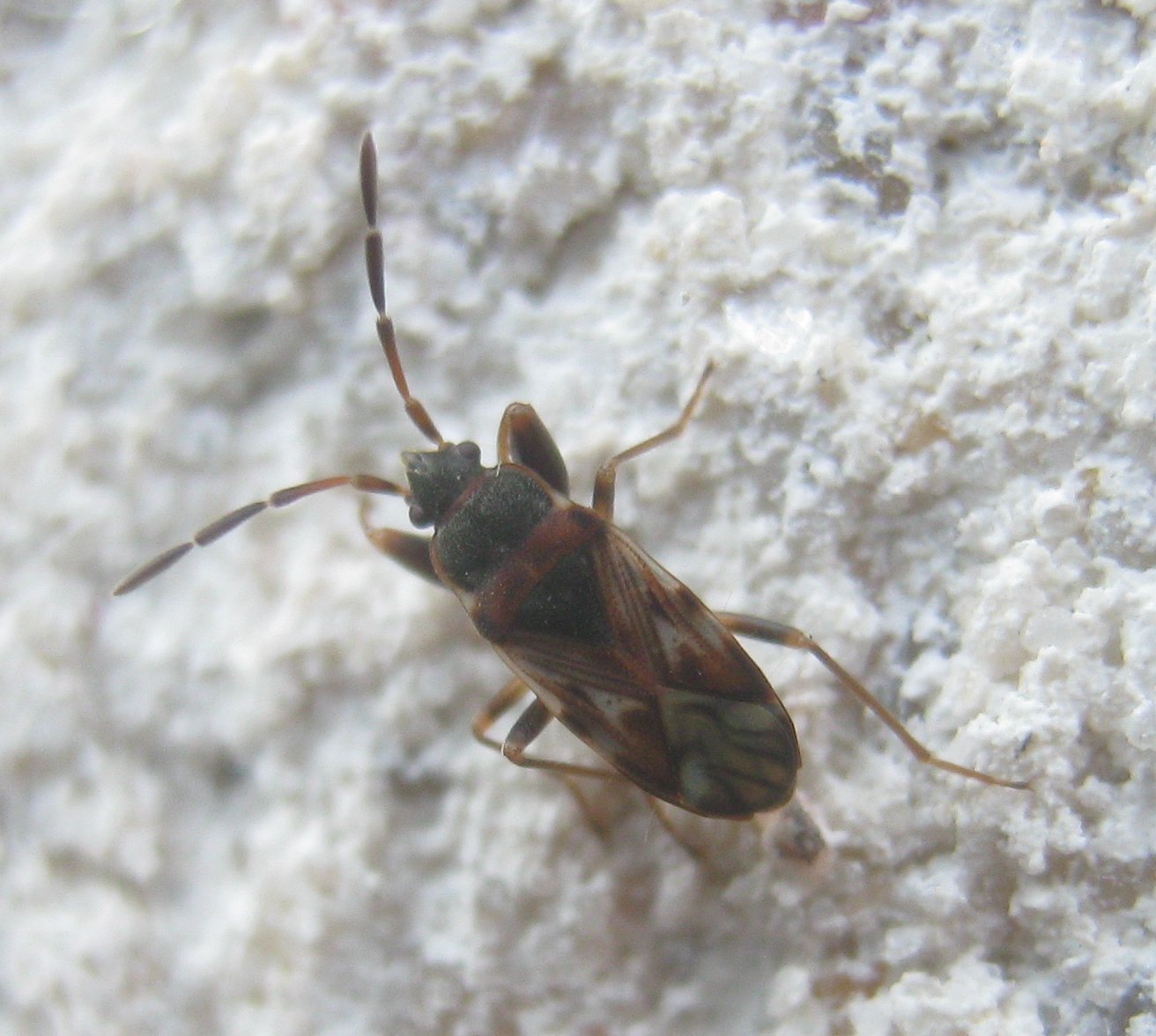 Axel Dehalleux - Scolopostethus grandis - réf. 312695 (1312 x 1176 pixels, 202 ko)