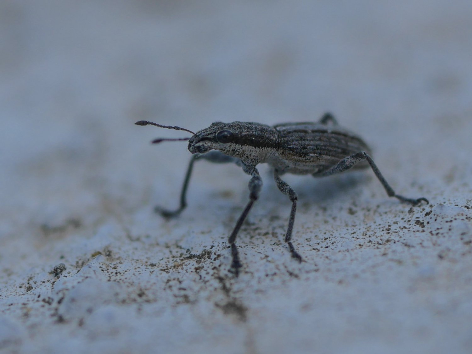 BourrinOman - Entiminae inconnu - réf. 312078 (1500 x 1126 pixels, 130 ko)