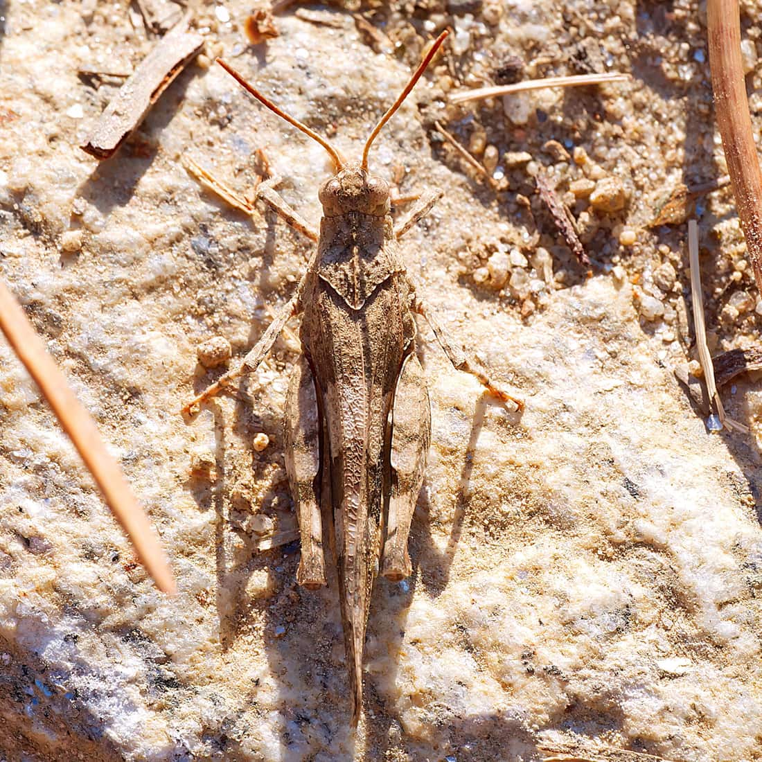 Cédric Mondy - Oedipoda caerulescens caerulescens - réf. 312055 (1100 x 1100 pixels, 218 ko)