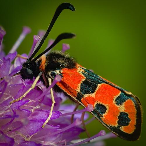 Réf. 313 776 : Zygaena fausta