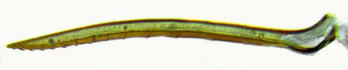 Réf. 313 110 : Calameuta punctata