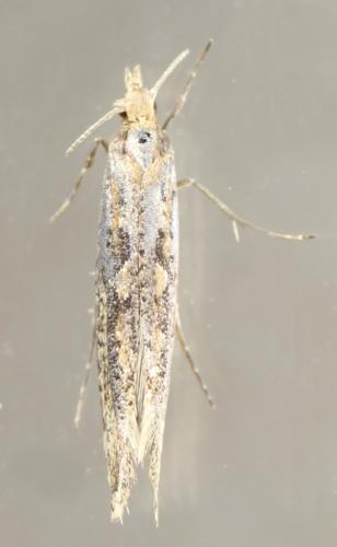 Réf. 313 845 : Plutella xylostella