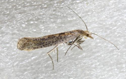 Réf. 313 833 : Plutella xylostella