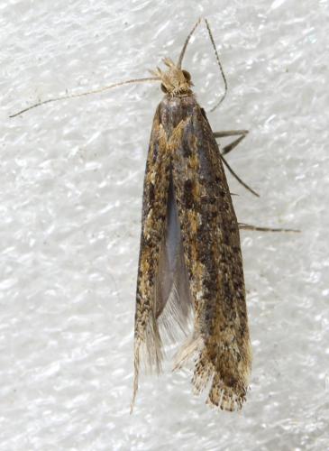 Réf. 313 834 : Plutella xylostella