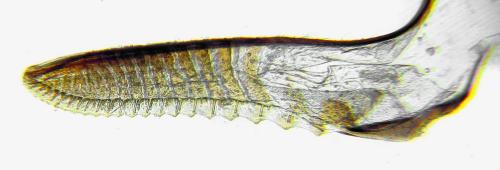 Arge gracilicornis