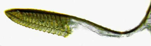 Arge cyanocrocea