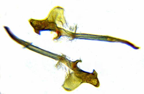 Réf. 313 371 : Arge cyanocrocea